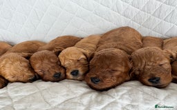 Cavapoo dogs for sale: Beautiful Red F1b Cavapoo Puppies - Advert 1