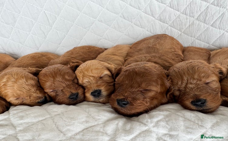 Cavapoo dogs - Advert 11