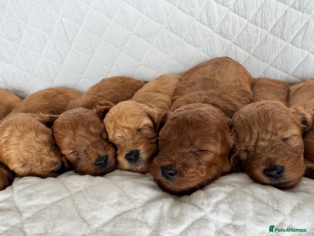 Cavapoo dogs for sale: Beautiful Red F1b Cavapoo Puppies - Advert 1