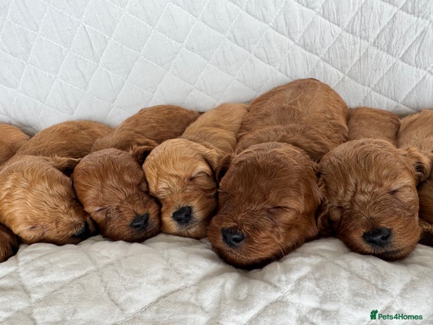 Cavapoo dogs - Advert 11