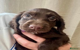 Sprocker dogs for sale: Stunning Sprocker Spaniel puppies  - Image 3