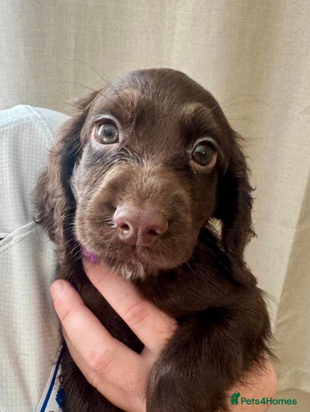 Sprocker dogs for sale: Stunning Sprocker Spaniel puppies  - Image 3