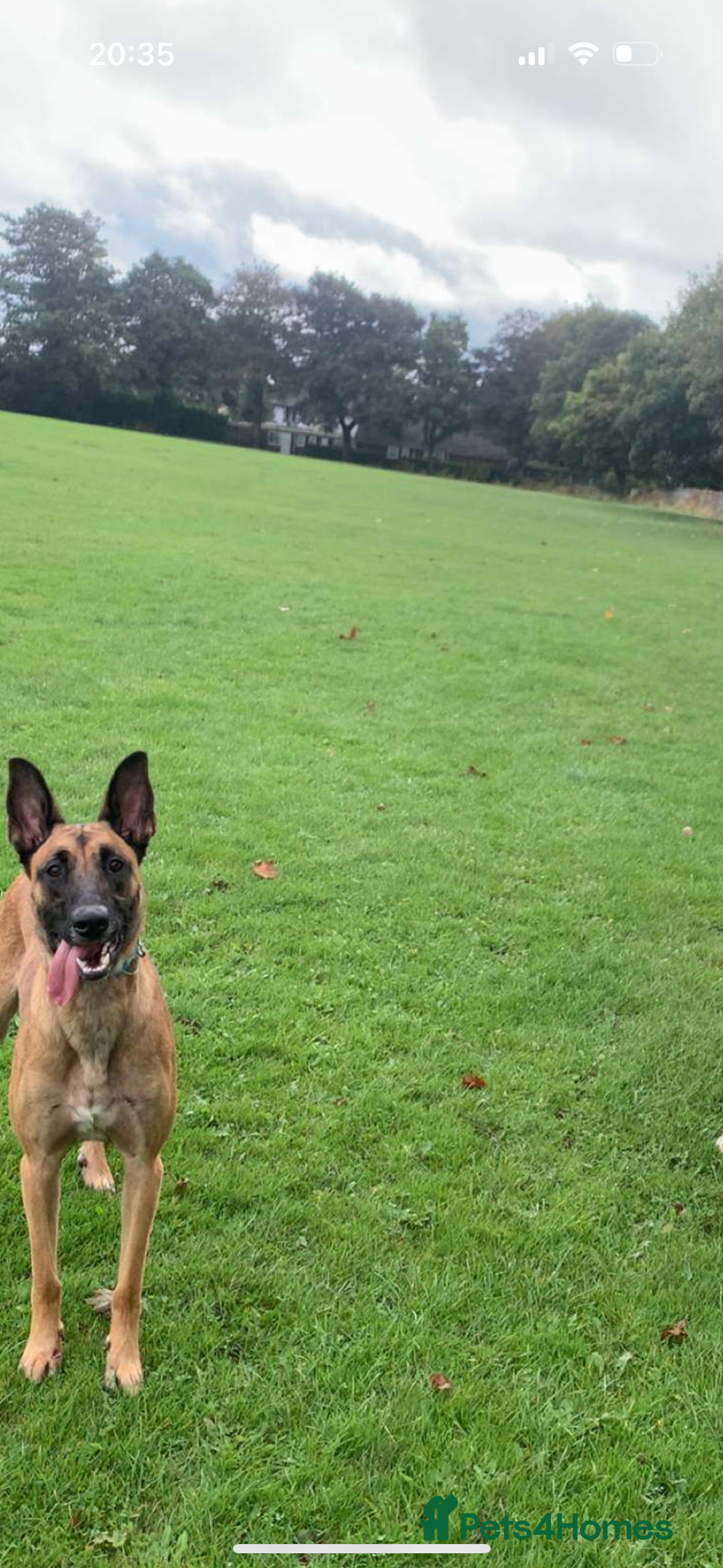 Belgian Shepherd Dog dogs for sale: My 2year old Belgian Lyra  - Image 2
