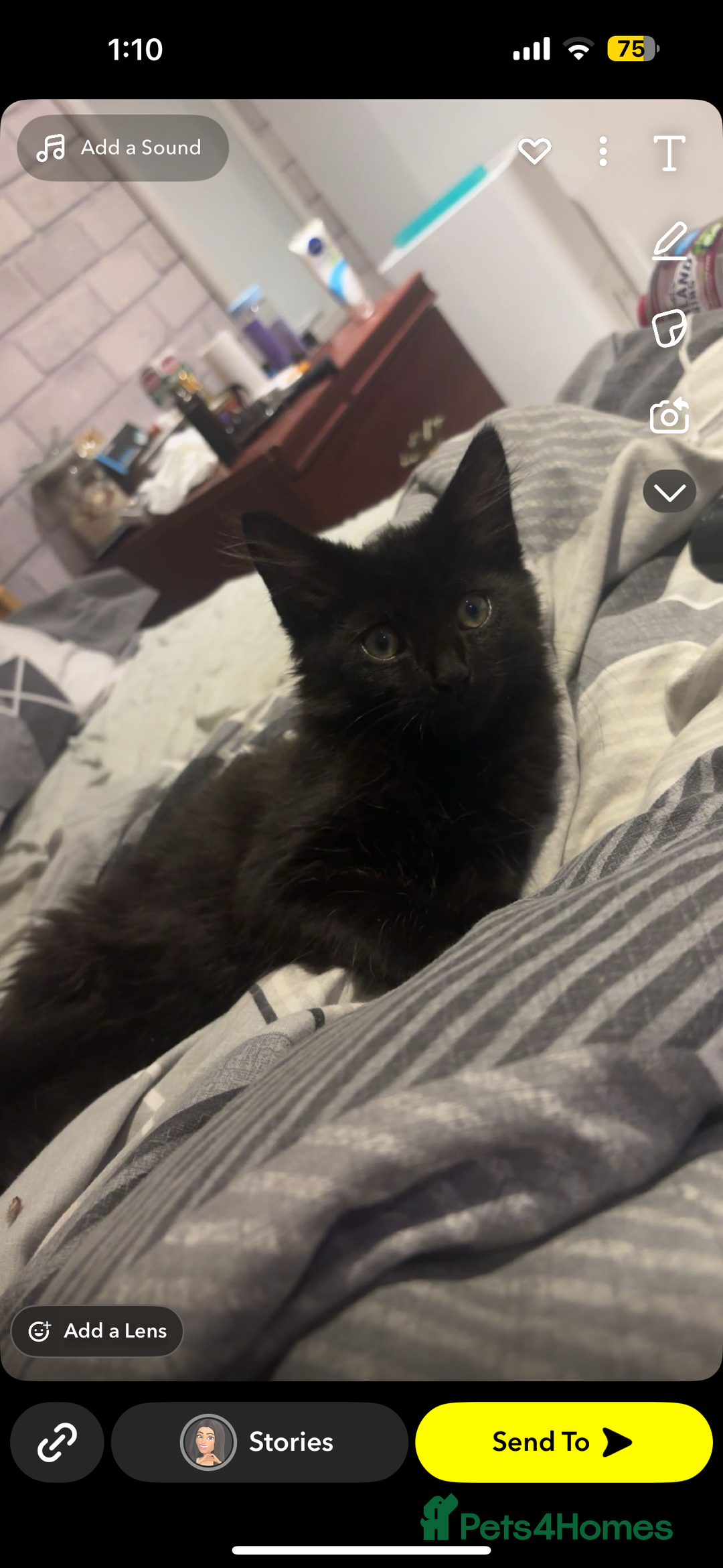 Maine Coon cats for sale: Our beautiful Enzo - Image 6