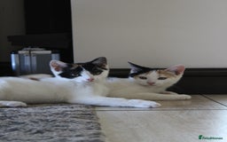 British Shorthair cats for sale: 2 Bundles of Joy!! Ready now!! - Image 1