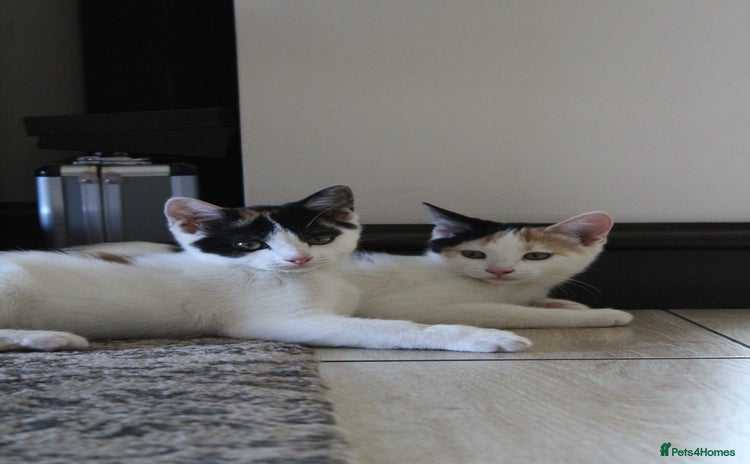 British Shorthair cats - Advert 4