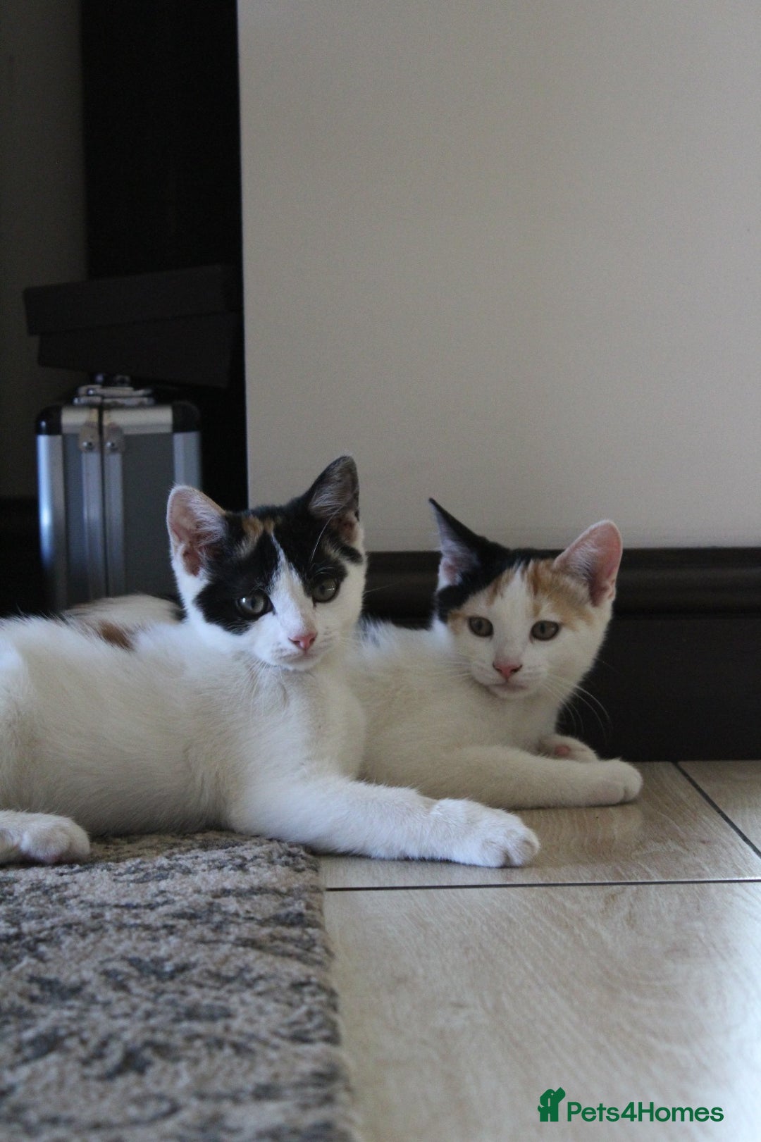 British Shorthair cats for sale: 2 Bundles of Joy!! Ready now!! - Image 1