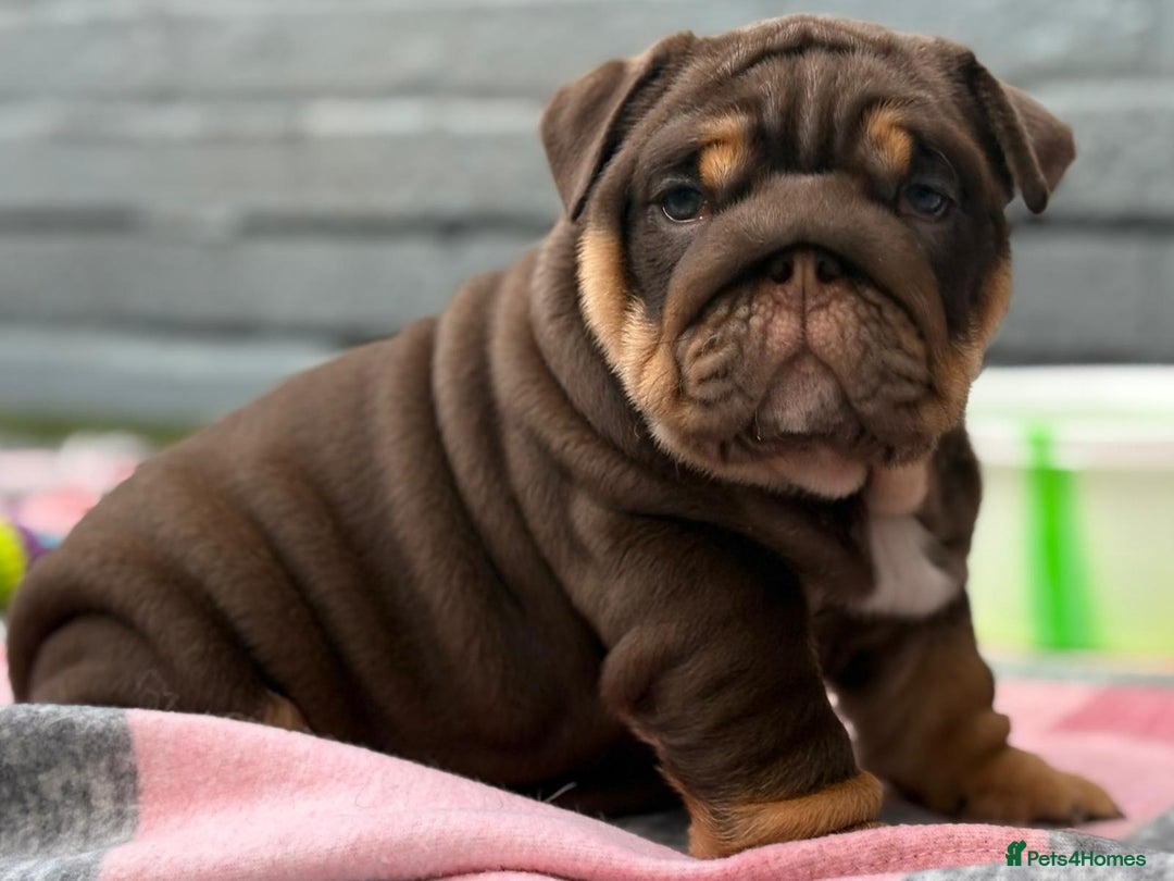 English Bulldog dogs for sale: Exceptional English Bulldog Puppies - Image 13