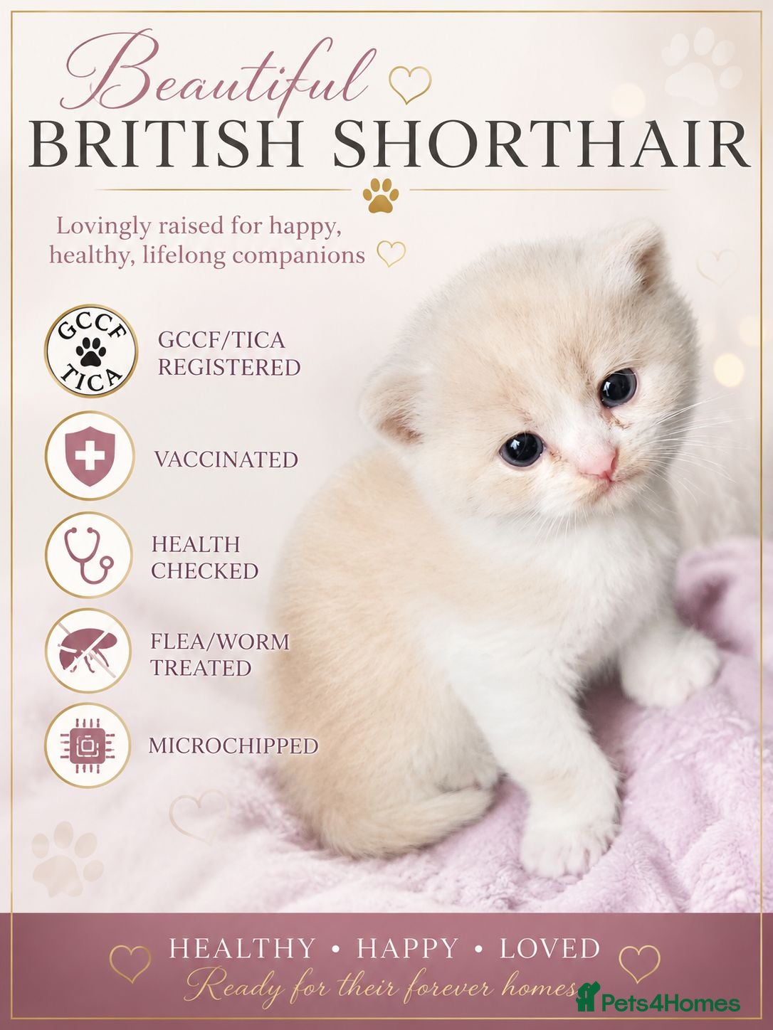 British Shorthair cats GCCF/TICA registered beautiful litter - Advert 2