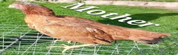 Chickens poultry for sale: Out standing bloodlines chicks - Advert 2