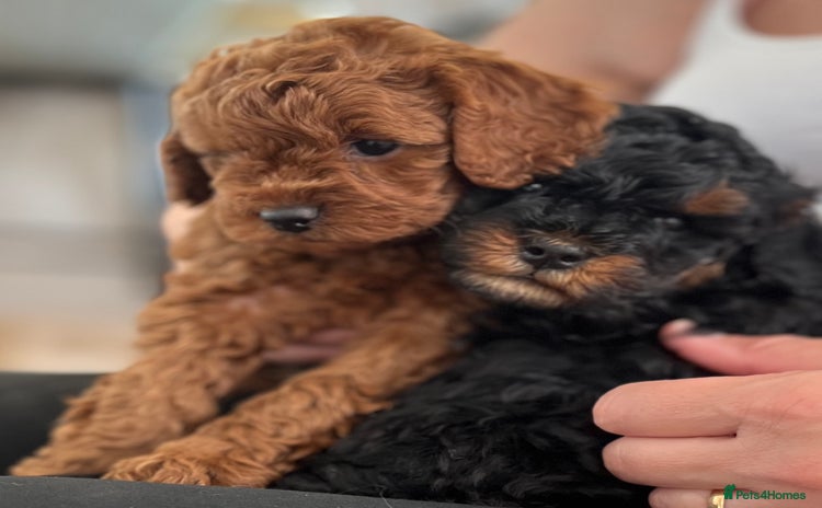 Cavapoo dogs - Advert 3