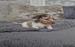 Miniature Dachshund dogs for sale: Miniature Smooth Dachshund Puppies  - Image 14