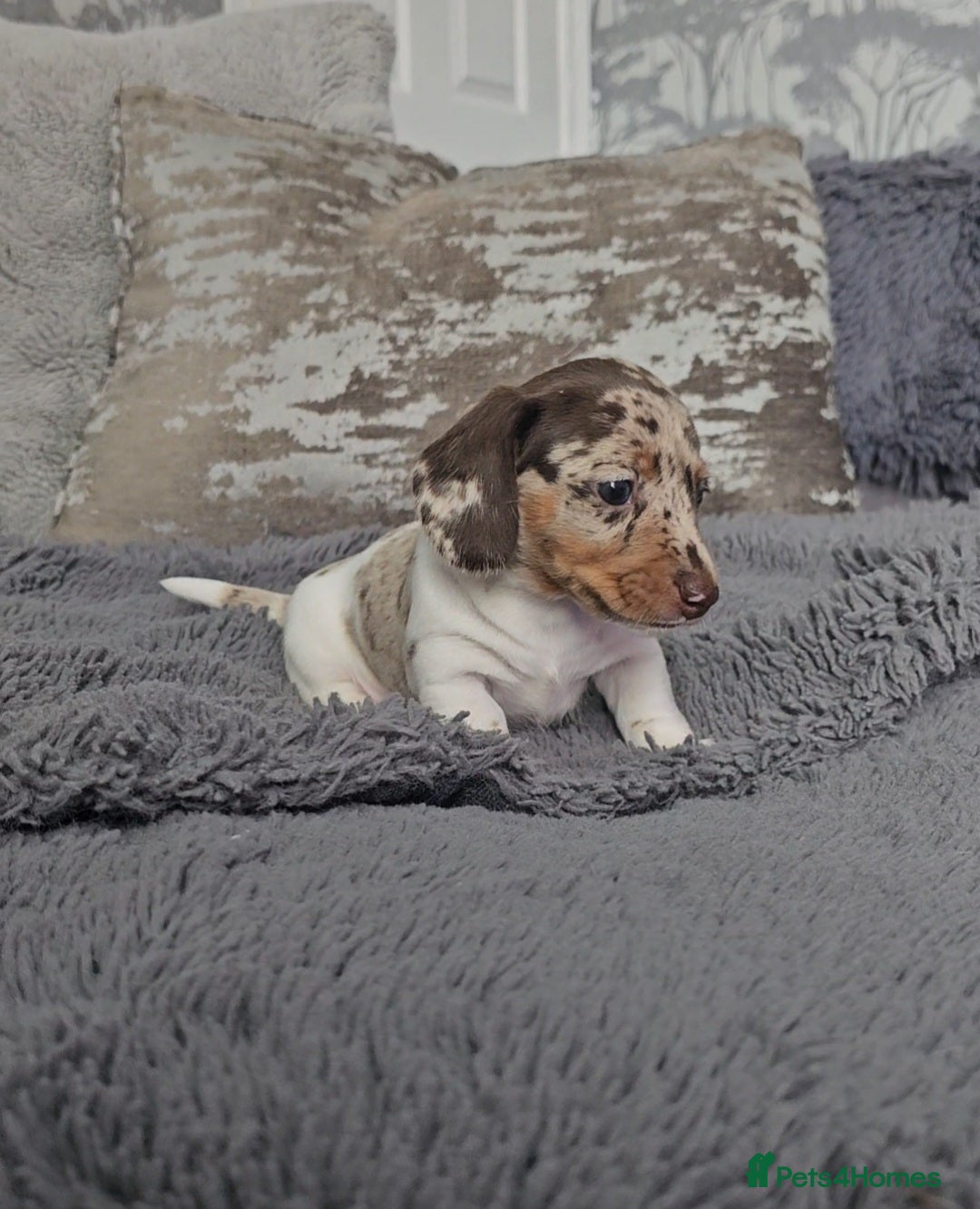 Miniature Dachshund dogs for sale: Miniature Smooth Dachshund Puppies  - Image 14