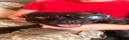 Staffordshire Bull Terrier dogs for sale: Beautiful Black Male Staffordshire Puppies av soon - Advert 3