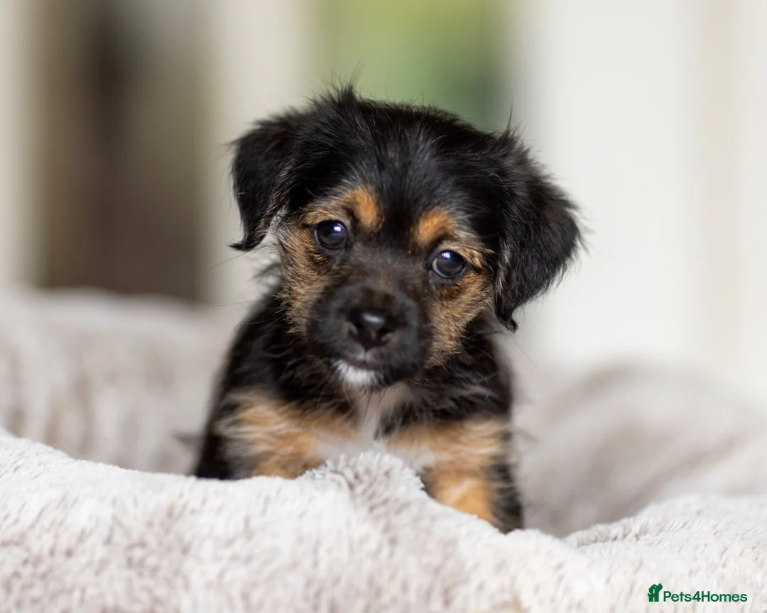 Jack Russell dogs for sale: Gorgeous Jack Russell Puppies  in Newbury - Advert 1