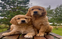 Golden Retriever dogs for sale: KC Reg Golden/Red Working Strain Retriever Puppies - Image 2