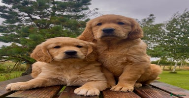 Golden Retriever dogs - Advert 1