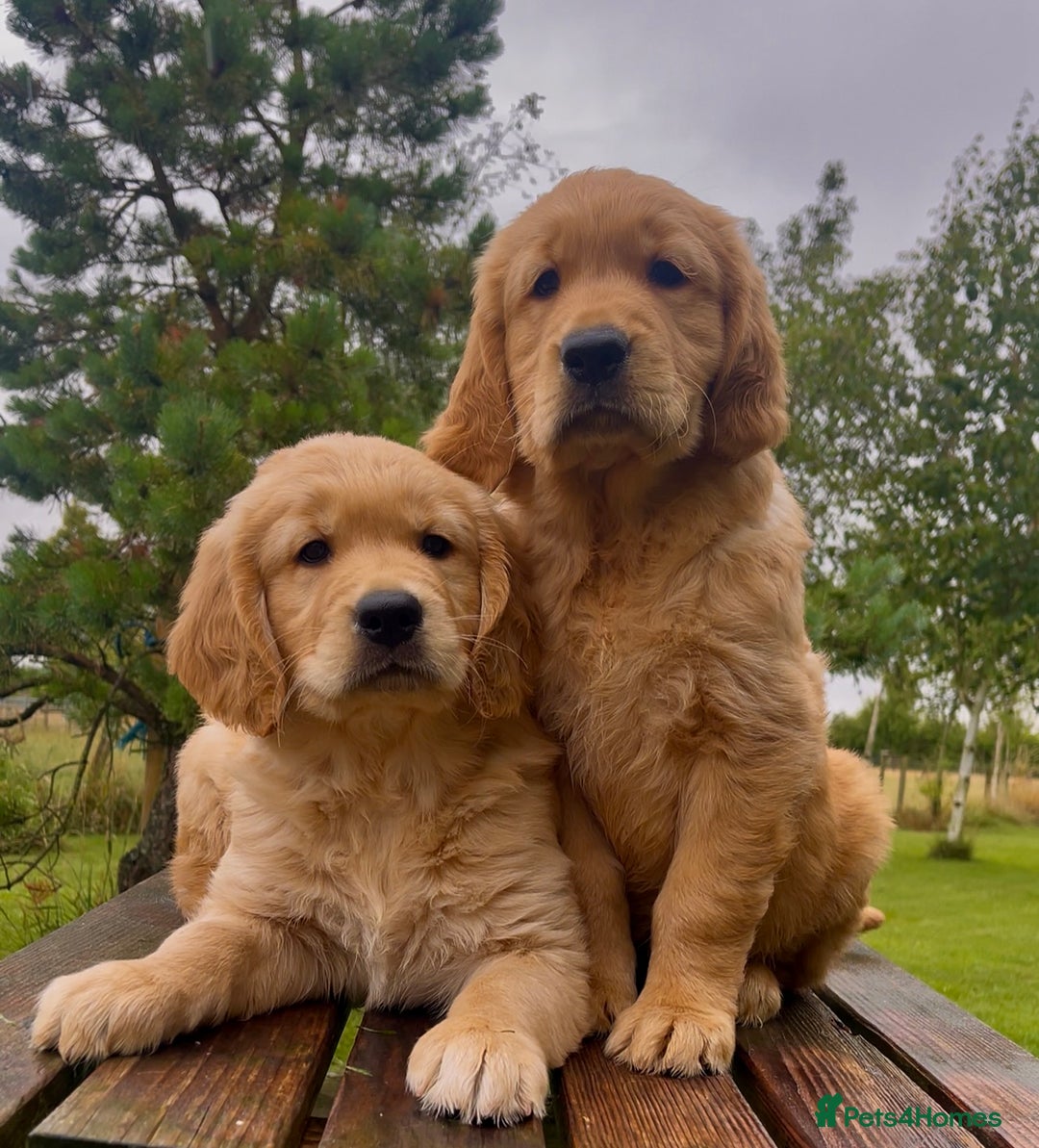 Golden Retriever dogs for sale: KC Reg Golden/Red Working Strain Retriever Puppies - Image 2
