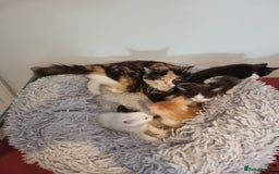 Mixed Breed cats for sale: Ragdoll Turkish angora mix  - Image 3