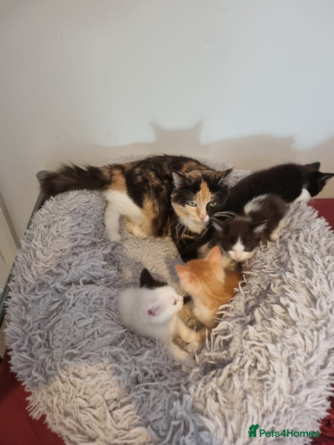 Mixed Breed cats for sale: Ragdoll Turkish angora mix  - Image 3