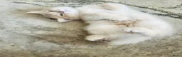 Scottish Fold cats for sale:  Kittens Ready for Their Forever Homes - Advert 13
