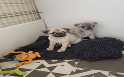 Pug dogs for sale: Stunning Male pug pups - Image 1