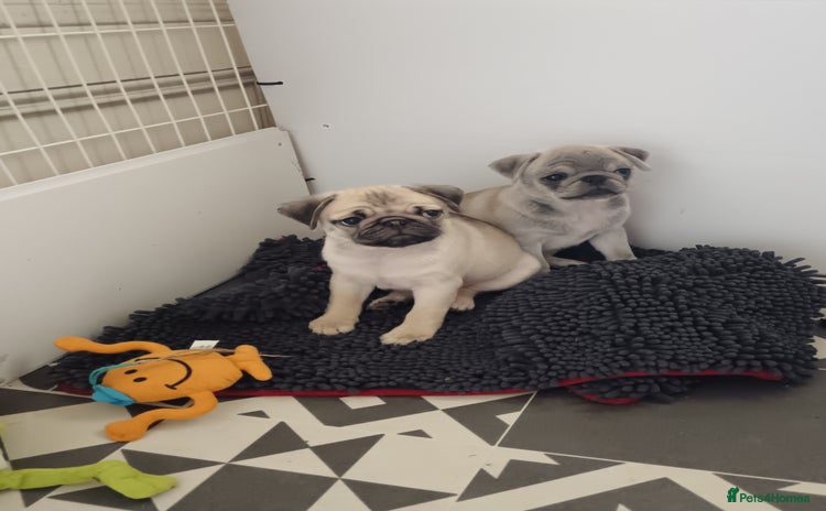 Pug dogs - Advert 4