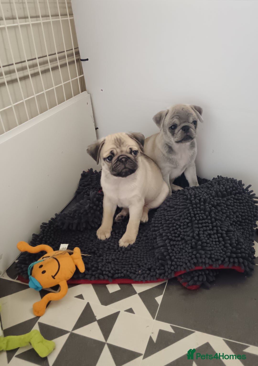 Pug dogs for sale: Stunning Male pug pups - Image 1