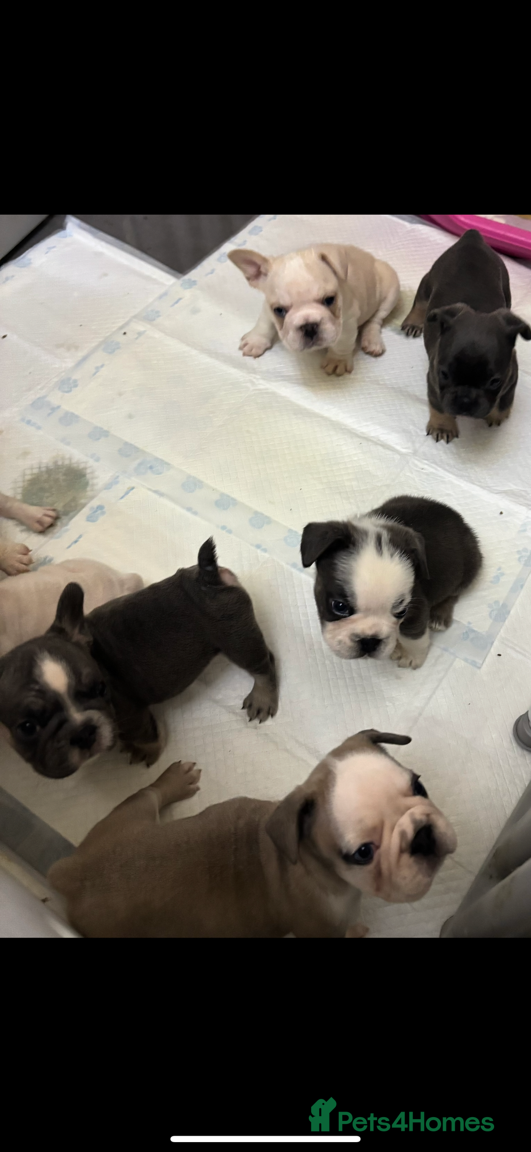 French Bulldog dogs for sale:  French bulldogs  - Advert 5