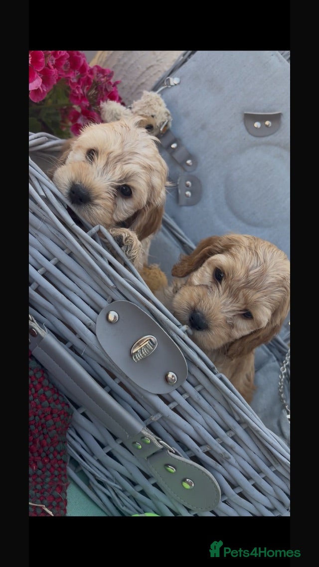 Cockapoo dogs Miniature cockapoo s - Advert 2