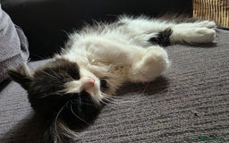 Scottish Fold cats for sale: 5month Scottish Fold - Image 2