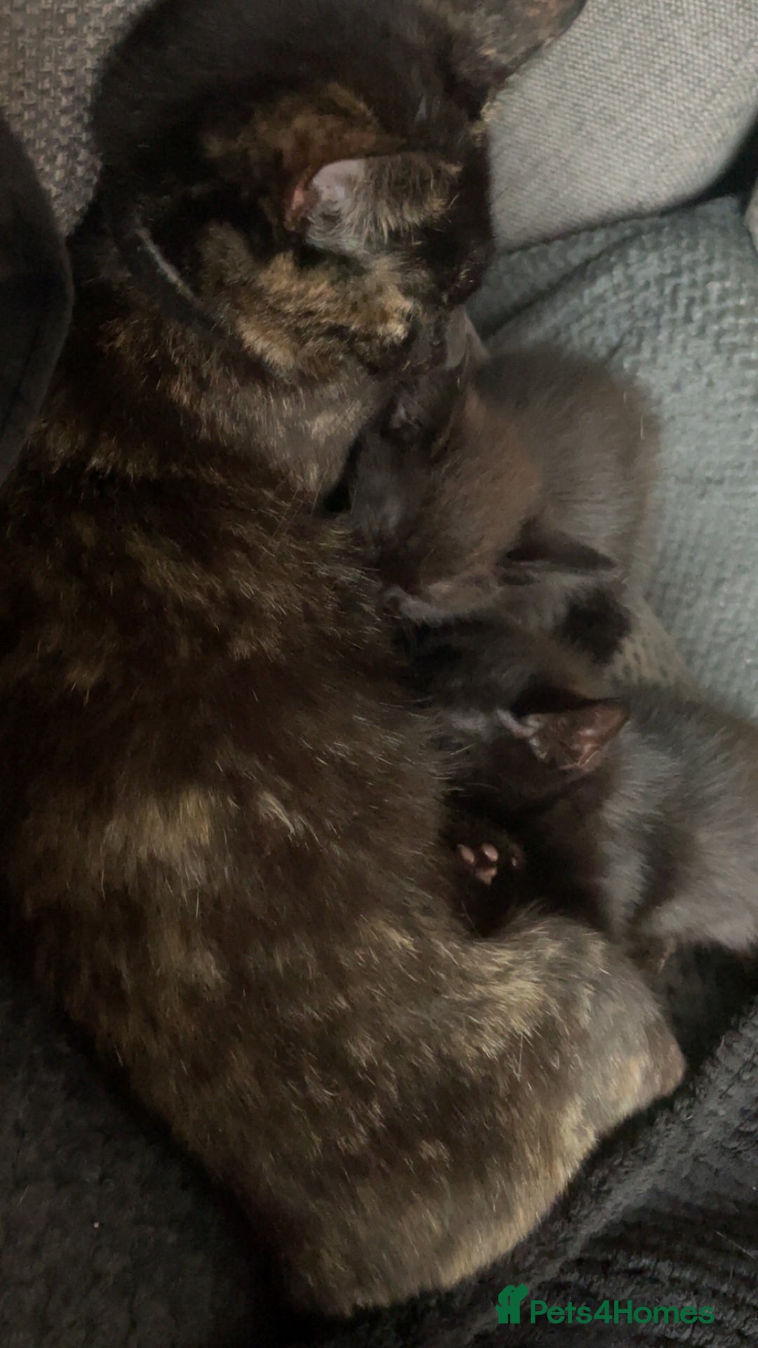 Mixed Breed cats for sale: Two beautiful mixed breed kittens  - Image 11