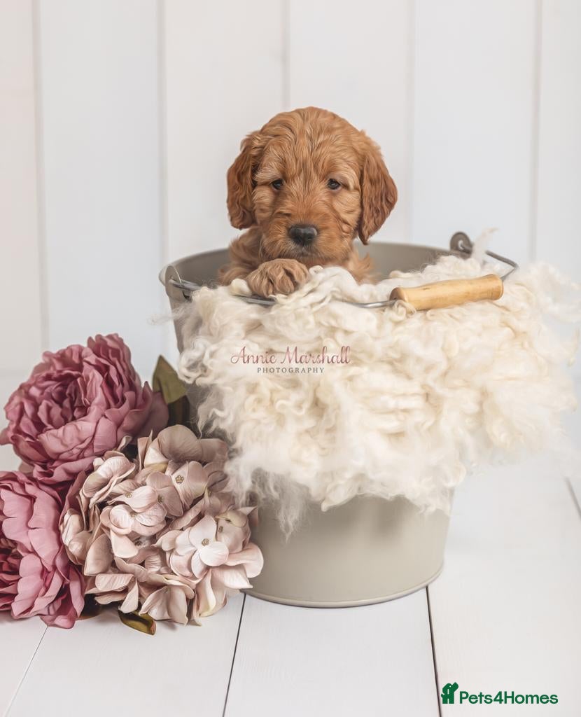 Mini Goldendoodle dogs JUNE PUPS - LICENSED BREEDER & POLICE K9 TRAINER - Advert 5