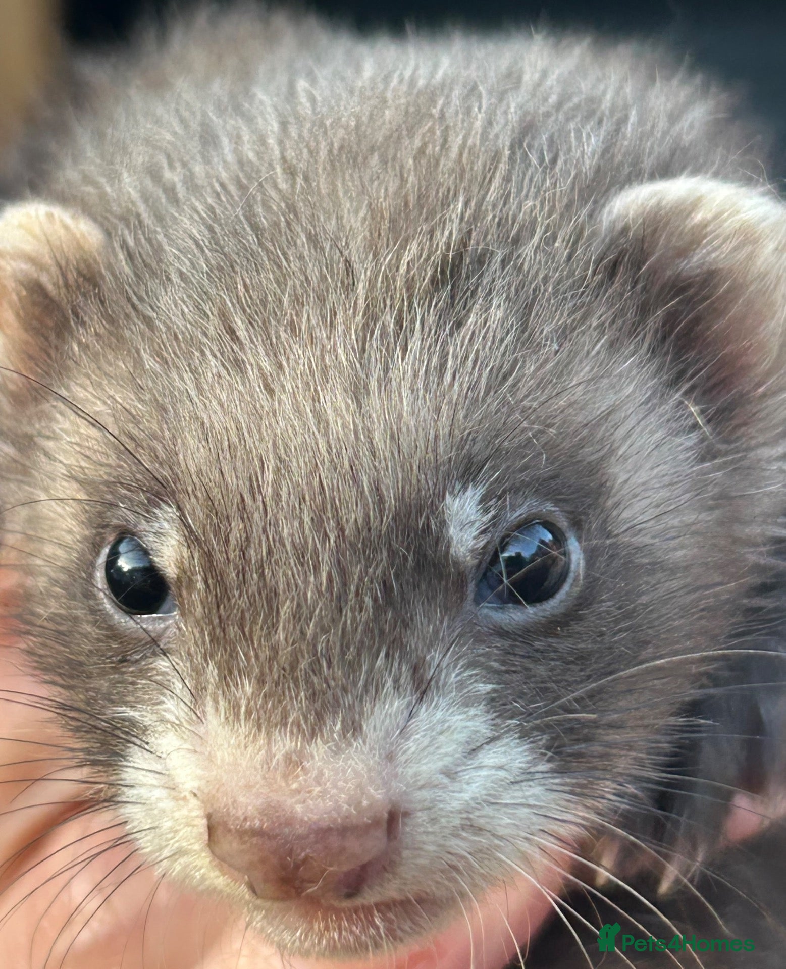 Ferret rodents Ferrets for sale – 2 males & 4 females - Advert 1