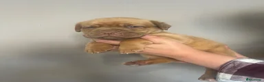 Dogue De Bordeaux 9