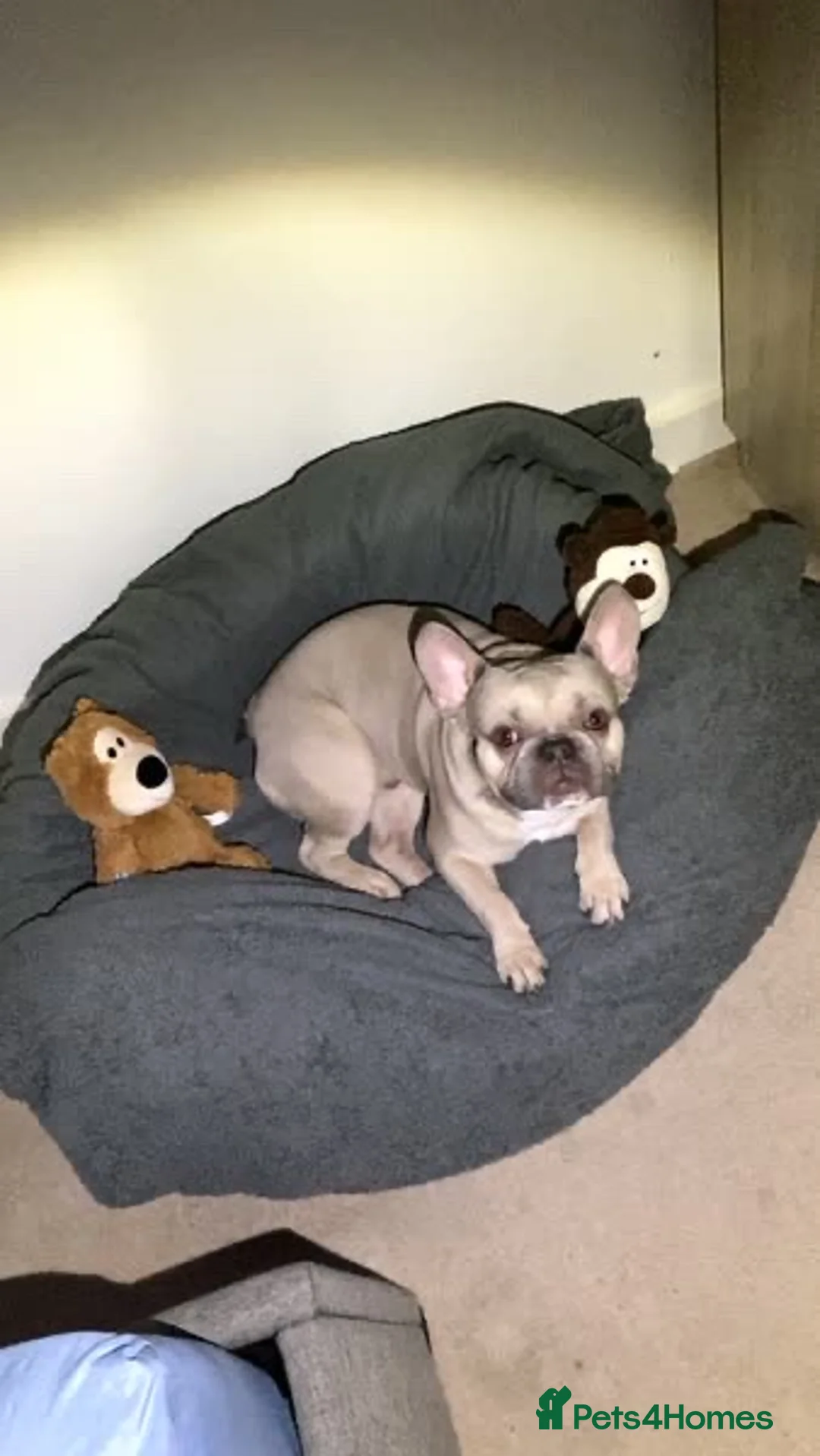 French Bulldog dogs for sale: Frenchie  in Crawley - Advert 2
