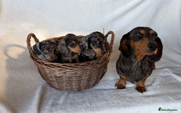 Miniature Dachshund dogs for sale: Miniature Dachshund Puppies - Image 5