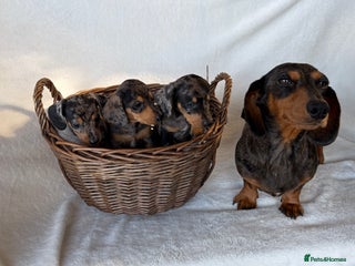 Miniature Dachshund dogs - Advert 7