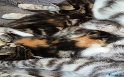 Mixed Breed cats for sale: Mixed colour tabby kittens - Image 6