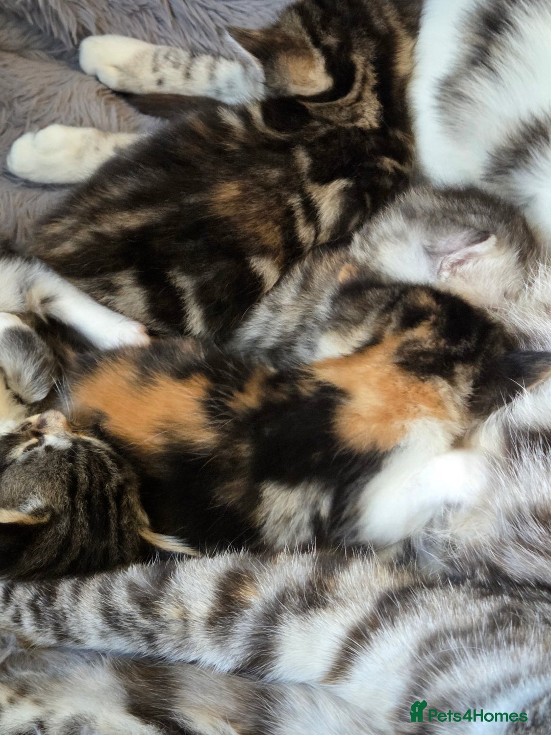 Mixed Breed cats for sale: Mixed colour tabby kittens - Image 6