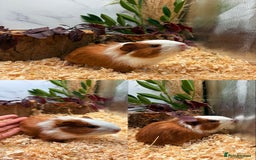 Guinea Pig rodents for sale: ✨Lots of Baby boy Guinea Pigs ✨🐹🩵 - Image 23
