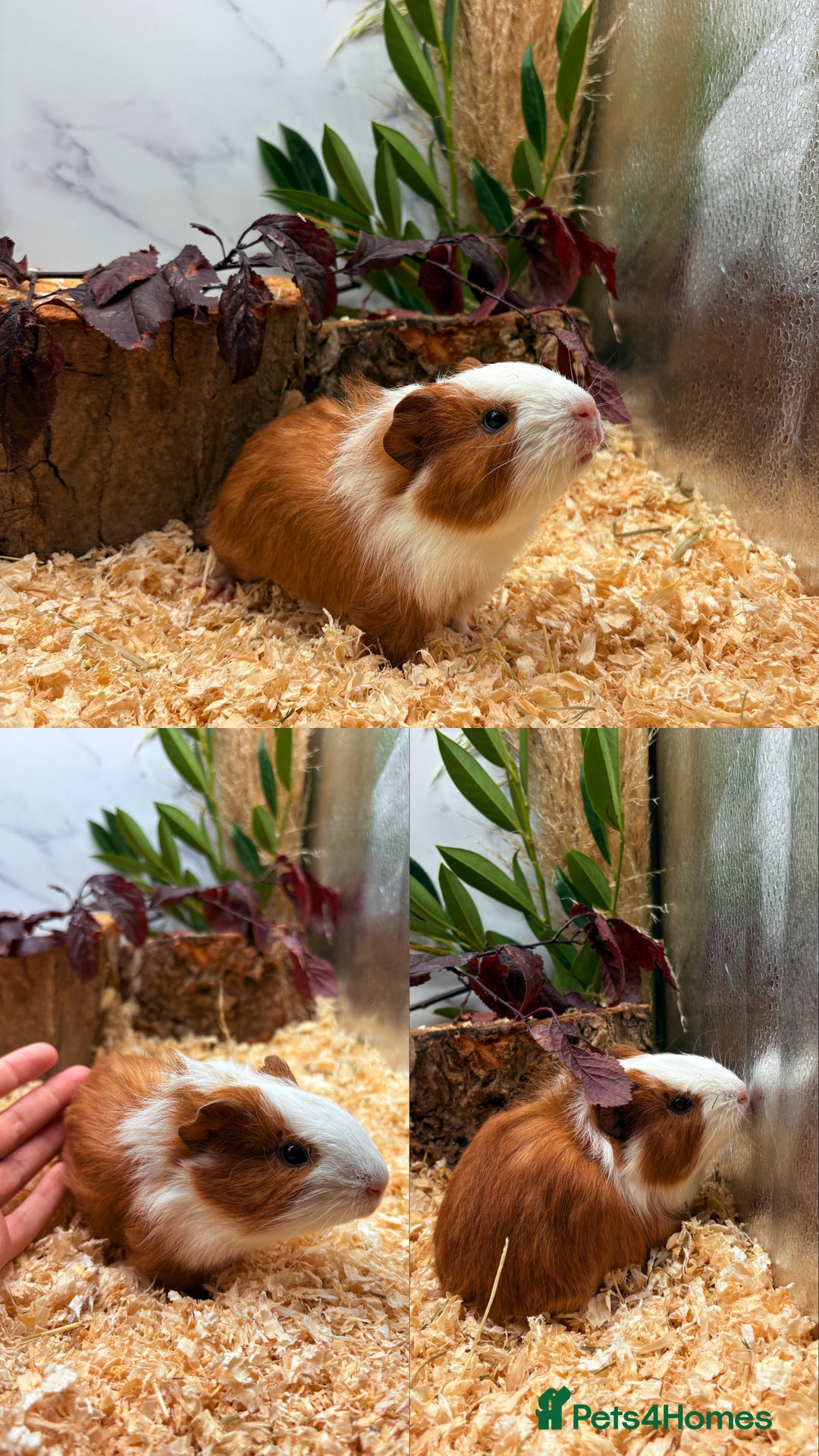 Guinea Pig rodents for sale: ✨Lots of Baby boy Guinea Pigs ✨🐹🩵 - Image 23
