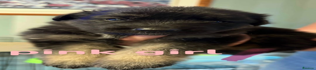 German Shepherd Pink girl