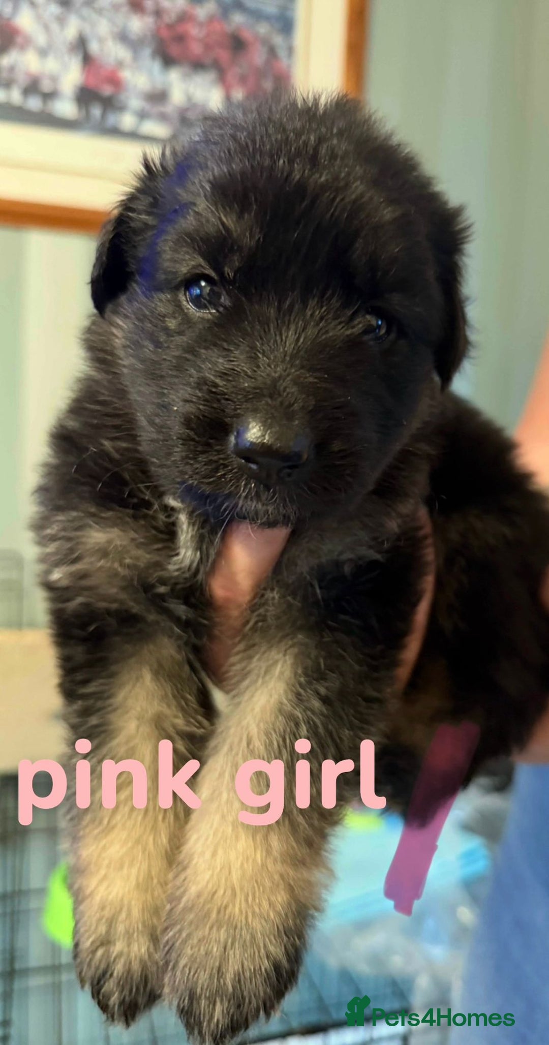 German Shepherd dogs for sale: German shepherd pedigree puppies- four weeks old. - Image 21
