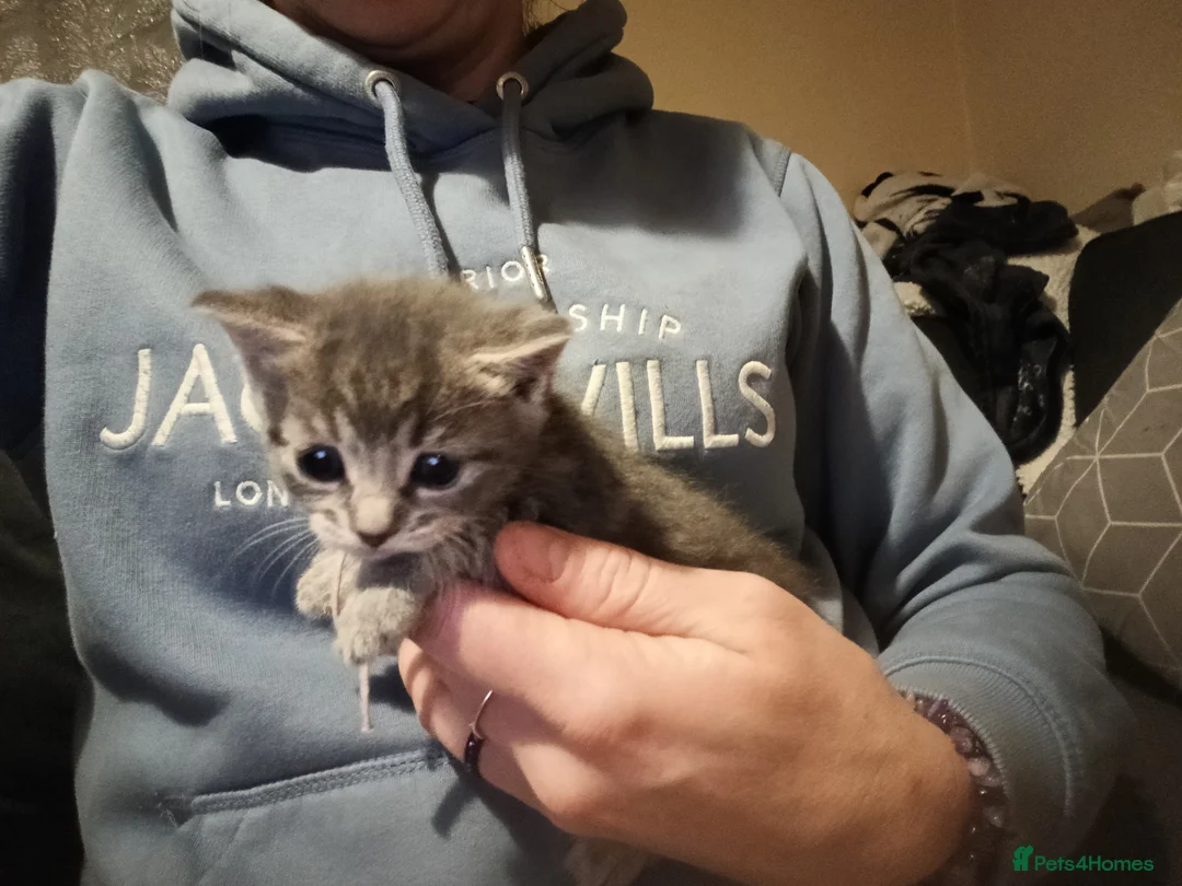 Mixed Breed cats for sale: Beautiful grey/tabby kittens - Advert 11