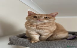 Mixed Breed cats for sale: Need Sitter for a cat - Image 1