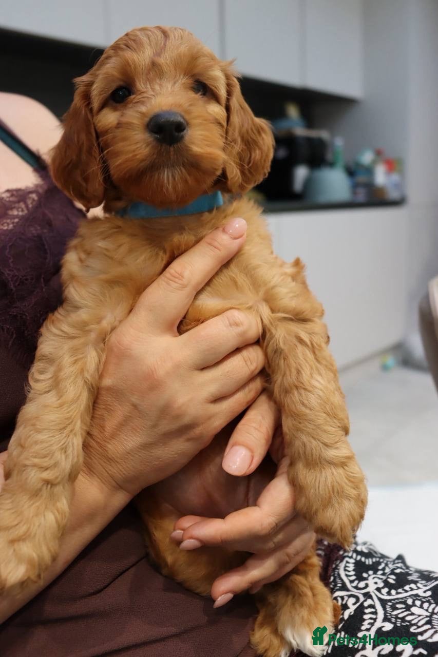 Cockapoo dogs Stunning F1 puppies Champions Bloodlines  - Advert 2