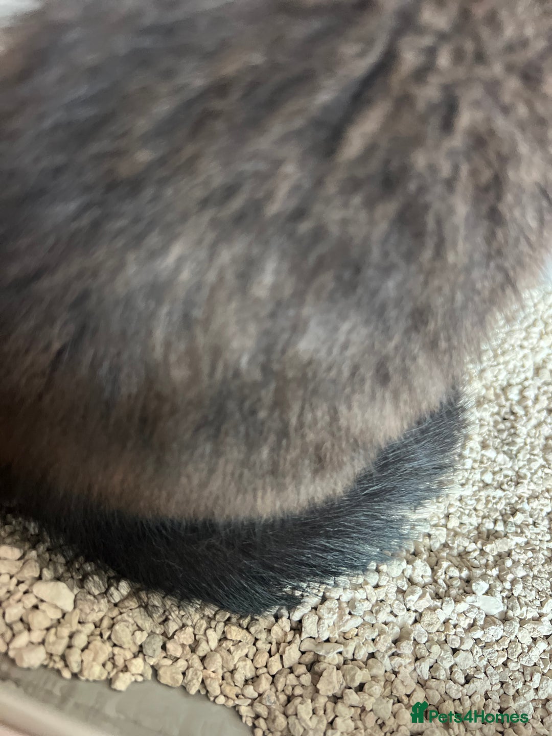 Bombay cats for sale: Black kitten 2 months  - Image 9