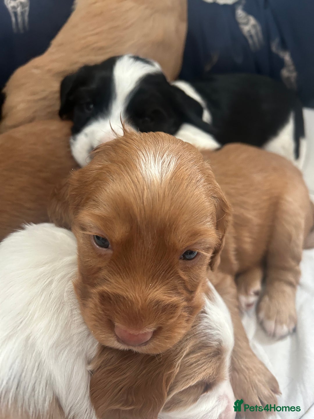 Cocker Spaniel dogs for sale: Baby Cocker Spaniels working type - Image 6