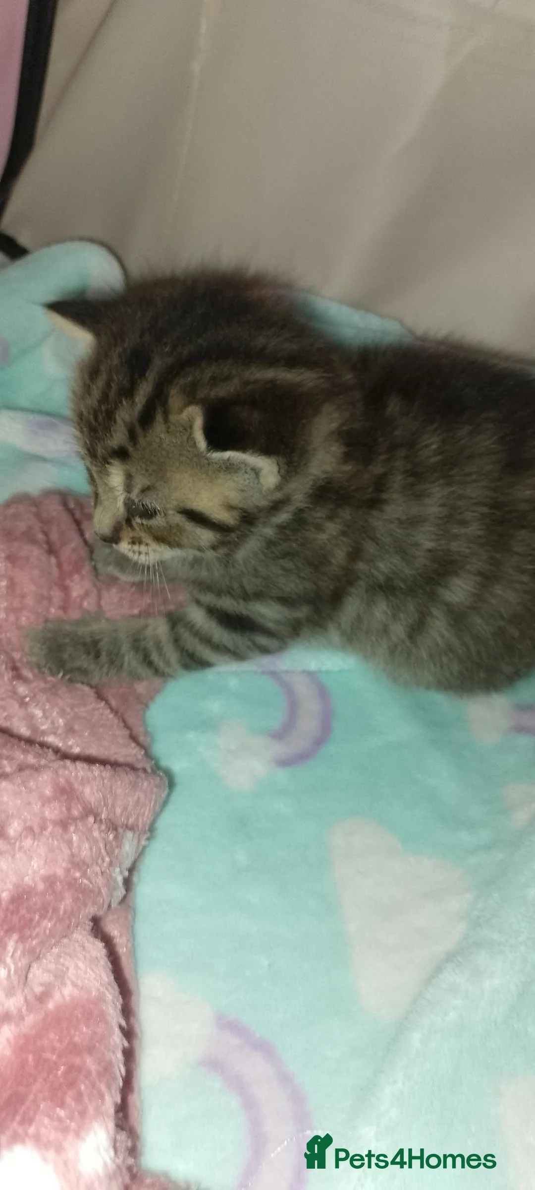 Mixed Breed cats for sale: 4 gorgeous boys - Advert 7